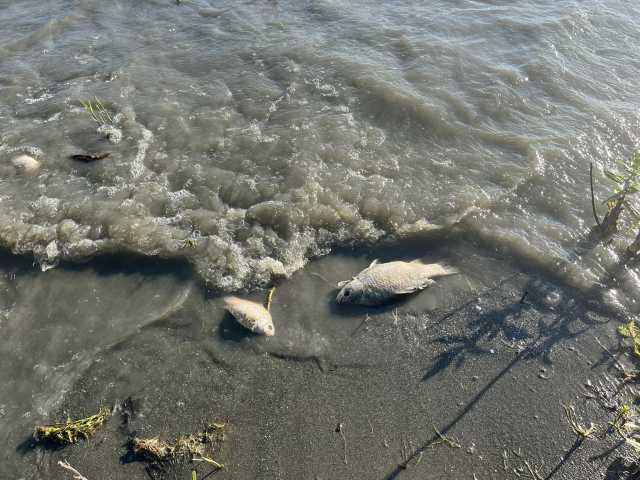 Moria pesci Trasimeno
