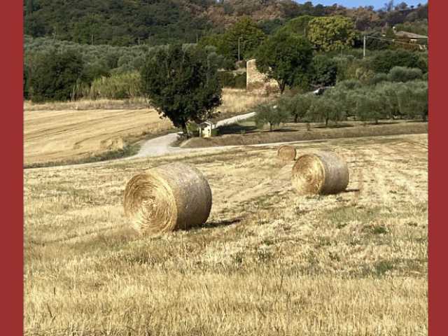 Mensile Acs agosto 2026