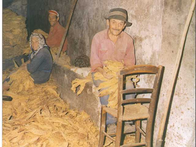 contadini lavorano le foglie di tabacco in un magazzino
