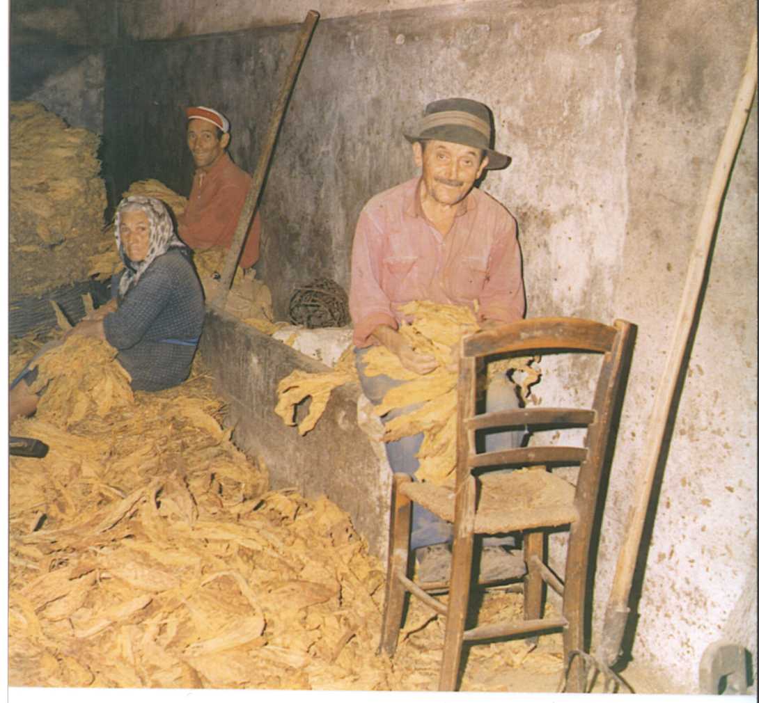 contadini lavorano le foglie di tabacco in un magazzino